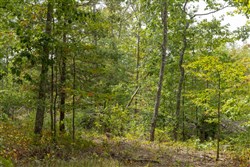 Big White Oak Tract 66