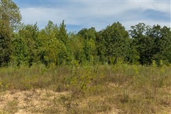Big White Oak Tract 67