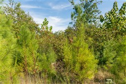 Big White Oak Tract 67