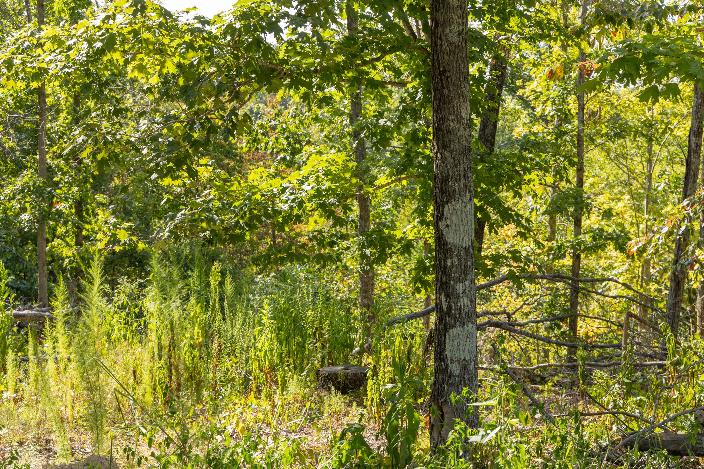 Tract 68 at Big White Oak in Perry County, Tennessee