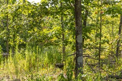 property photo for Big White Oak Tract 68, 9.08 acres for sale in Perry County, Tennessee