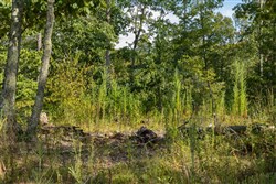 property photo for Big White Oak Tract 68, 9.08 acres for sale in Perry County, Tennessee