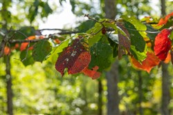 property photo for Big White Oak Tract 68, 9.08 acres for sale in Perry County, Tennessee
