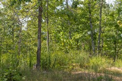 Big White Oak Tract 69