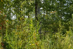 Big White Oak Tract 69