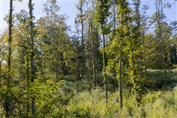 Big White Oak Tract 7
