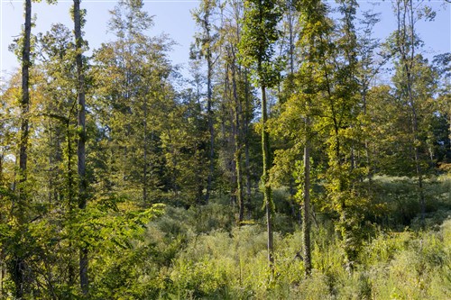 Big White Oak Tract 7