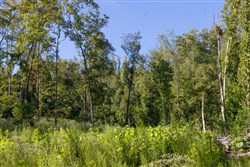 Big White Oak Tract 7