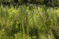 Big White Oak Tract 7