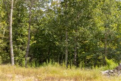 Big White Oak Tract 70