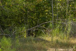 Big White Oak Tract 70