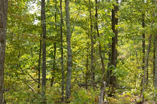 Big White Oak Tract 71