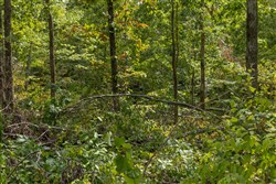 Big White Oak Tract 71
