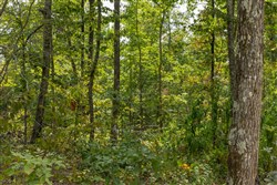 Big White Oak Tract 71