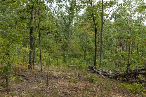 Big White Oak Tract 72