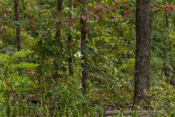 Big White Oak Tract 72