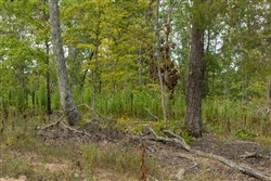 Big White Oak Tract 72