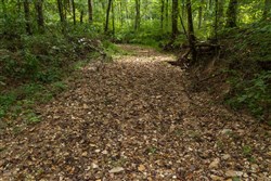 Big White Oak Tract 73