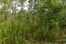 Big White Oak Tract 73