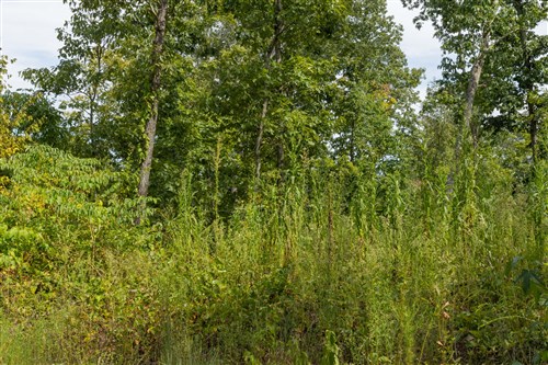 Big White Oak Tract 74
