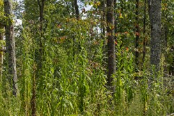 Big White Oak Tract 74
