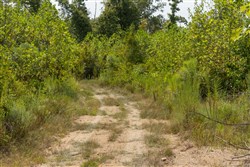 Big White Oak Tract 76