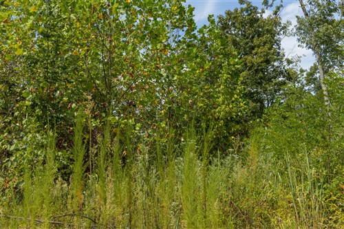 Big White Oak Tract 76