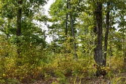 Big White Oak Tract 76