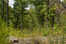 Big White Oak Tract 76