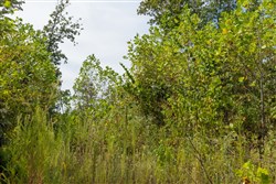 Big White Oak Tract 76
