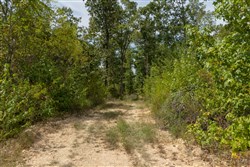 Big White Oak Tract 77