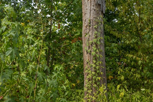 Big White Oak Tract 77