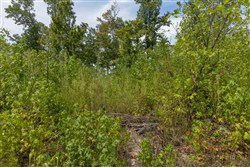 Big White Oak Tract 77