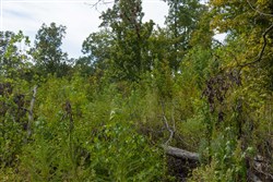 Big White Oak Tract 77