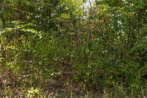 Big White Oak Tract 78