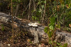 Big White Oak Tract 78