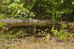 Big White Oak Tract 78