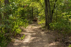 Big White Oak Tract 79