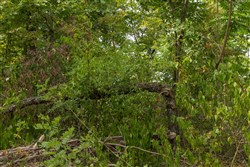 Big White Oak Tract 79
