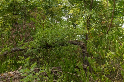 Big White Oak Tract 79