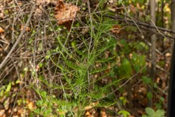 Big White Oak Tract 79