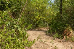 Big White Oak Tract 79