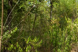 Big White Oak Tract 79