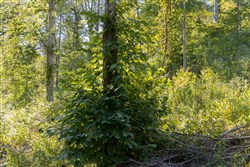 Big White Oak Tract 8