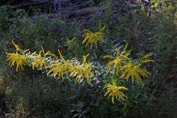 Big White Oak Tract 8