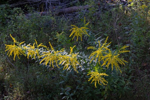 Big White Oak Tract 8