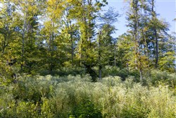 Big White Oak Tract 8