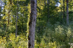 Big White Oak Tract 8