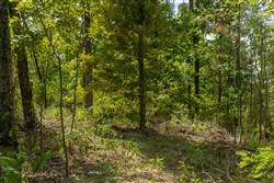 Big White Oak Tract 80
