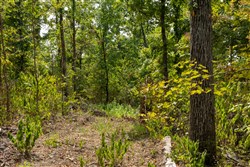 Big White Oak Tract 80
